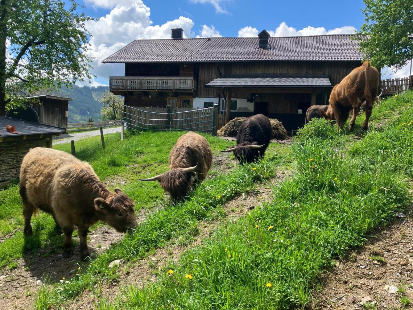 Landhaus Hochkoenig Mühlbach am Hochkönig Zewnętrze zdjęcie